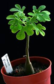 Image result for Adenia glauca