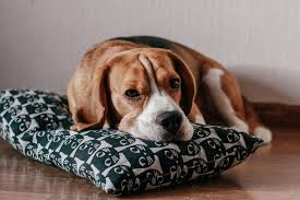 Tierisch Giftig Was Hunde Nicht Fressen Durfen Green Petfood De
