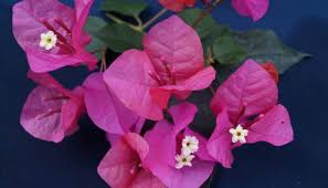 Image result for Nyctaginaceae