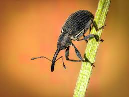 Image result for květopas jahodníkový