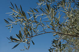 File Rameau D Olivier Riofrio Spain Jpg Wikipedia