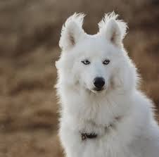 Canil De Husky Siberiano Em Ribeirao Preto Pin Em Dogs