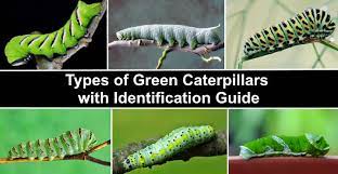 Über 4.500 baumaschinen sofort verfügbar. 31 Types Of Green Caterpillars With Identification Guide And Pictures