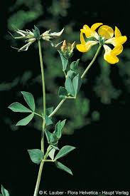 Image result for Lotus corniculatus