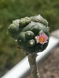 Image result for Loxodera caespitosa