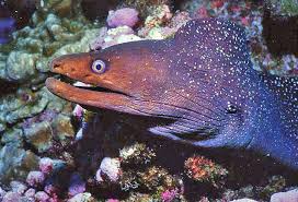 Image result for Gymnosporia matoboensis