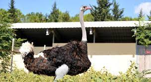 prof dr ak deve kusu eti kirmizi et acigini kapatabilir