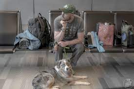 A skittish feline on a long car or airplane ride can make your travels more stressful during and after arrival. How To Fly Internationally With A Dog Long Haul Trekkers