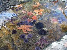 Here's a map of the best tide pools at southern california beaches. Cabrillo Marine Aquarium Attractions In San Pedro Los Angeles