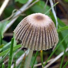 coprinus plicatilis poisonous キノコ