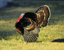 Rio Grande Turkey S Great Plains W Texas N E Mexico Wild Turkey Turkey Wild