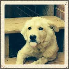 We hold adoption events every weekend around the greater charlotte area. Adopt Greater Charlotte Spca