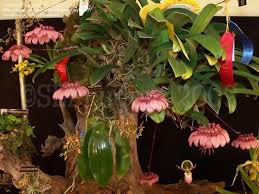 Image result for Bulbophyllum longiflorum