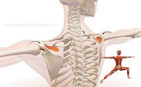 the supraspinatus muscle supraspinatus yoga anatomisi omuz