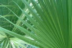 Image result for Wiesneria filifolia