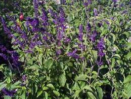 Maybe you would like to learn more about one of these? Perennial Plants For South Texas Landscapes Urban Program Bexar County