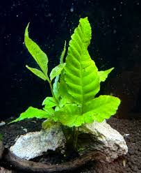 Image result for Bolbitis