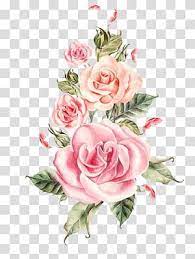 Wedding Rose Flower Hand Painted Pink Roses Bouquet Pink Roses Illustration Transparent Background Pn Rose Flower Png Rose Illustration Pink Roses Background