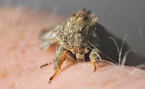 Image result for Peridea anceps