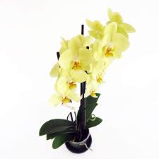 Lynn greyling ha rilasciato questa immagine orchidea fiore giallo con licenza di dominio pubblico. Orchidea Vaso 12cm Anticadutavasi