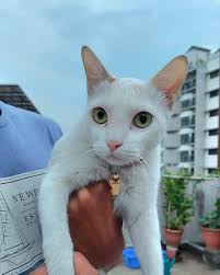 My cat Maya escaped sometime last night. If you see her please let me know.  I am heartbroken