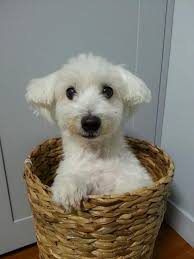 방탄소년단 귀여워에 대한 이미지 검색결과