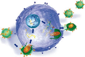 Stages of human immunodeficiency virus infection. Hiv Pravention Und Therapien Gegen Aids Vfa