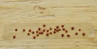 Vinaigre blanc contre les puces. Comment Se Debarrasser Des Puces De Plancher M6 Deco Fr