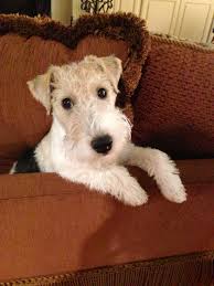 Pin By Keshia Goodman On Animals Wire Fox Terrier Puppy Dog Pictures Smooth Fox Terriers