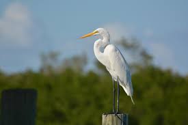 They use their long, sharp bills to stab at fish, frogs, or large insects while gracefully wading through estuarine shallows, ponds, marshes, and ditches. Egret Crane Or Heron How To Tell Which Bird You Have Seen Dickinson County Conservation Board
