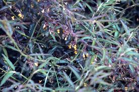 Image result for Aeschynomene bullockii