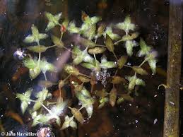 Image result for Lemna trisulca