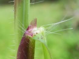 Image result for Digitaria eylesii