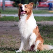 Ee Red Border Collie Diamond Of Whitecastle Elvis Lobo 4 Years Old Border Collie Collie Buyuk Kopekler