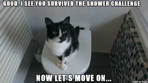 This Is How My Cat Looks At Me When I Get Out Of The Shower Meme On Imgur