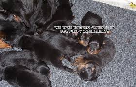 Image result for Rotala gossweileri