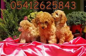 Toy Poodle Yavru 05412625843 Toy Poodle Yavru 05412625843 Kopek Kopekseverler Kopeksahiplendirme Kopekyavrusu Evcilhayva Poodle Evcil Hayvanlar Kopek