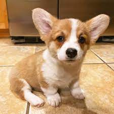 Baby Corgi Puppies For Sale Near Me Welsh Corgis For Adoption In 2021 Corgi Puppies For Sale Welsh Corgi Puppies Baby Corgi
