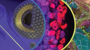 Image result for Vepris allenii