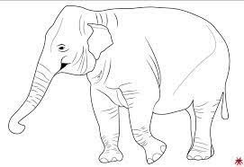 Sketsa mewarnai gambar hewan gajah sketsa mewarnai. 10 Membuat Sketsa Gambar Hewan Yang Mudah Digambar