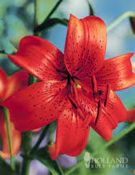 What do tiger lillies flowers mean spiritually? Red Tiger Lily Holland Bulb Farms 77313
