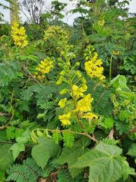 Image result for Caesalpinia decapetala