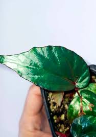 Image result for Begonia kisuluana