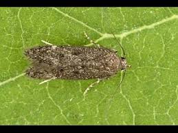 Image result for Bryotropha senectella