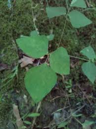 Image result for Amphicarpaea africana