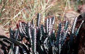 Image result for Euphorbia matabelensis