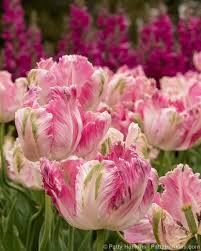 Fantasy Tulips At Longwood Gardens In Kennett Square Pennsylvania Usa Premi Beautiful Flowers Photography Beautiful Flowers Pictures Small Flower Arrangements