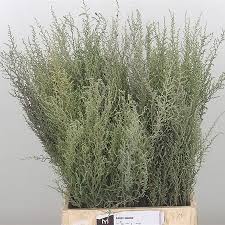 Image result for Stoebe