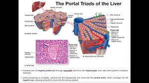 A case of portal hypertension secondary to traumatic hepatoportal arteriovenous fistula with portal fibrosis was successfully treated by ligation of the afferent hepatic arteries which decreased. What Is The Significance Of The Portal Triads Youtube