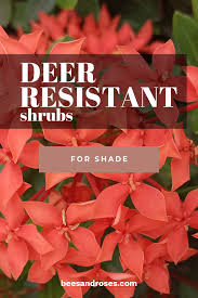 These are mostly deer resistant, unless they have nothing else to eat. Deer Resistant Shrubs For Shade Bees And Roses